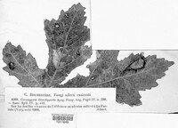 Pseudocercospora brachypoda image